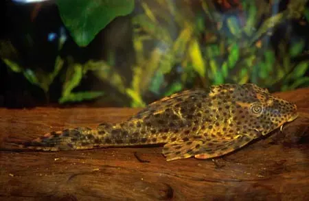 Hypostomus cf. cochliodon