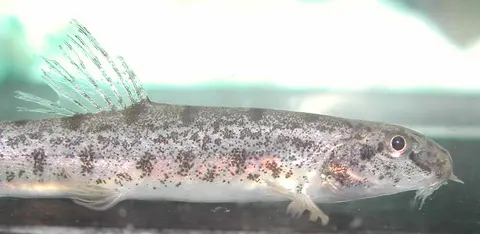 Lepidocephalichthys goalparensis