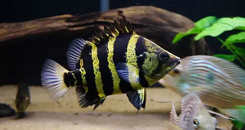Datnioides campbelli