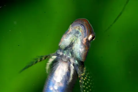 Stiphodon ornatus