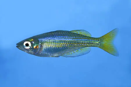 Melanotaenia splendida inornata