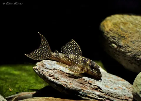 Hypancistrus sp.