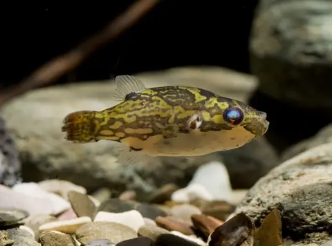 Carinotetraodon irrubesco