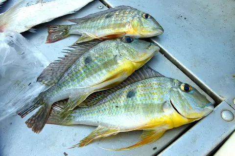 Geophagus neambi