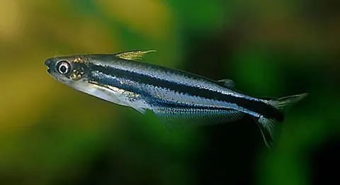 Pareutropius buffei