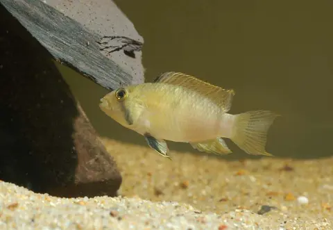 Apistogramma sp. 'Kelleri'