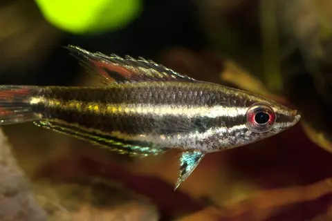 Parosphromenus opallios