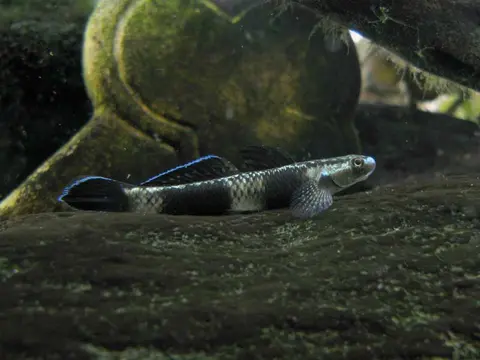 Stiphodon pelewensis