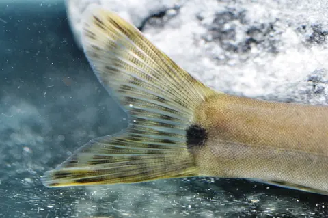 Parabotia sp. 'PB01'