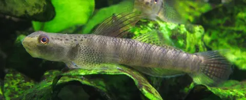 Stiphodon maculidorsalis