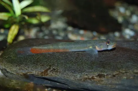 Sicyopus exallisquamulus