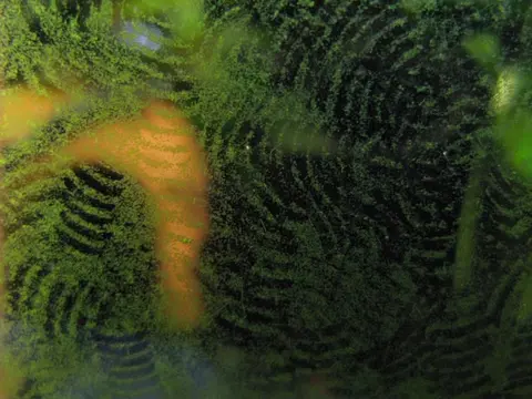 Gastromyzon aeroides