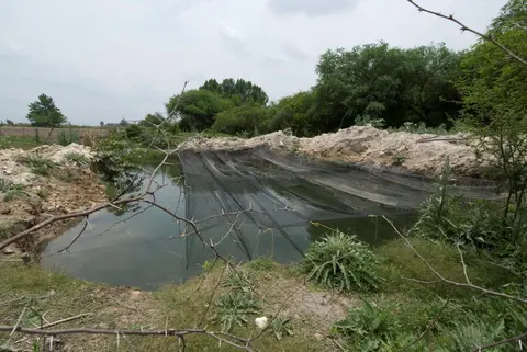 Cualac tessellatus