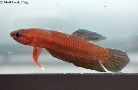 红鳍抟鱼