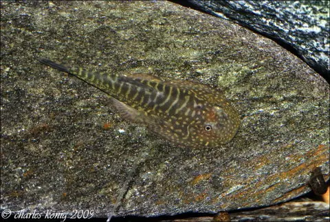 Gastromyzon zebrinus