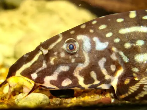 Botia kubotai