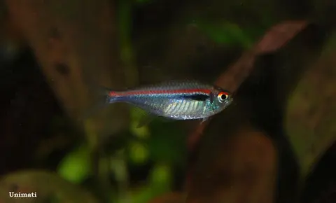 Hyphessobrycon amapaensis