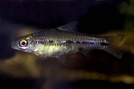 'Barbus' sublineatus