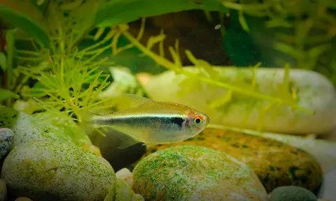 黑莲灯
