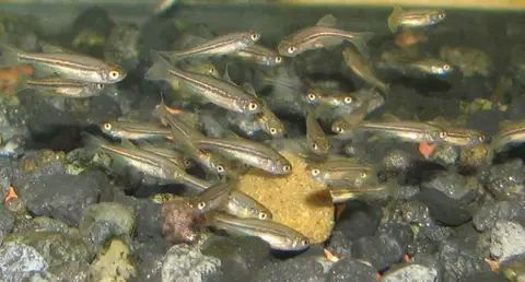 Danio dangila