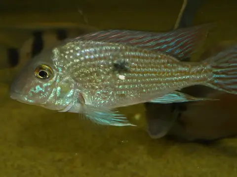 Geophagus parnaibae