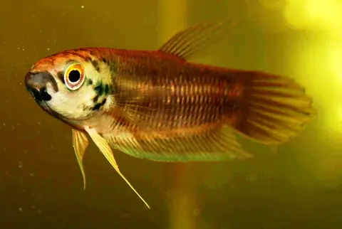 Betta pi