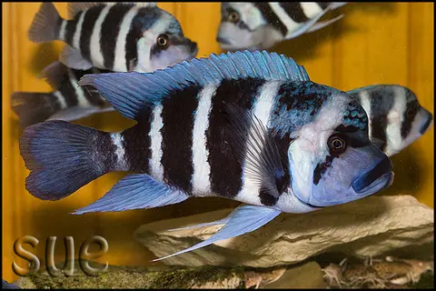 Cyphotilapia gibberosa