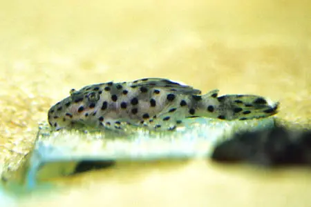 Leporacanthicus joselimai
