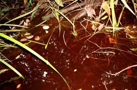 Parosphromenus allani