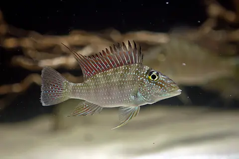 Satanoperca leucosticta