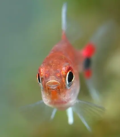 Axelrodia riesei