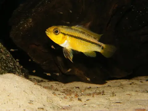 Apistogramma eremnopyge