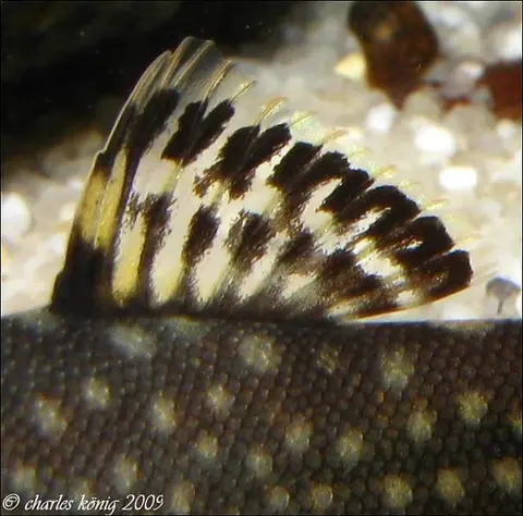 Gastromyzon scitulus