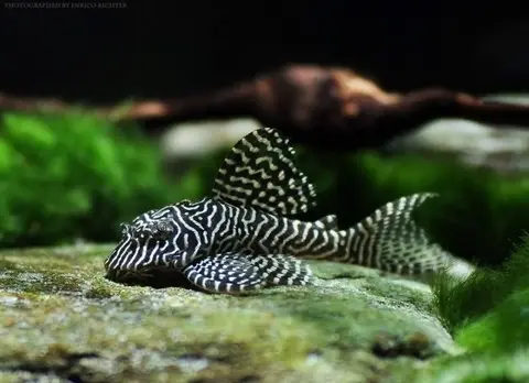 Hypancistrus sp.
