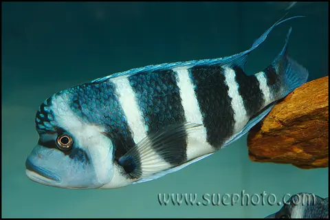 Cyphotilapia gibberosa