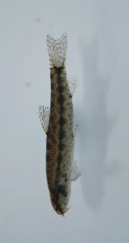 赫氏似鳞头鳅