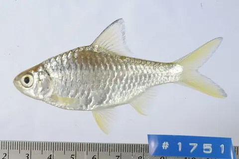 长臀魮