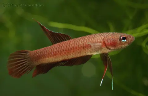 红搏鱼
