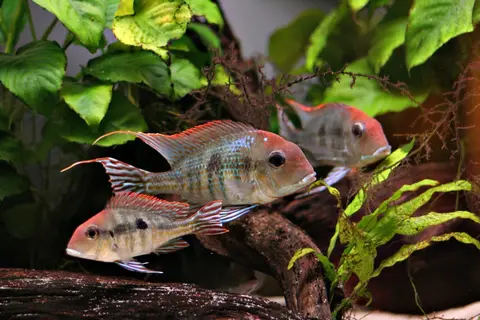 Geophagus sp. 'orange head'