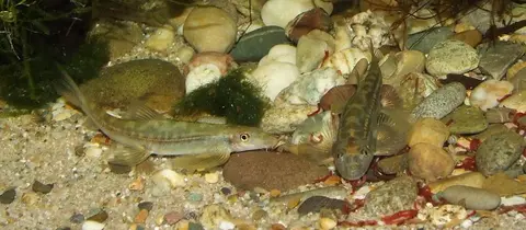 Annamia cf. thuathienensis