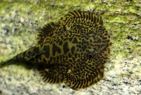 Sewellia speciosa