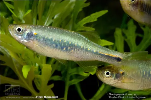 Danio feegradei