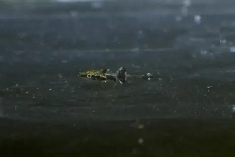 Indostomus crocodilus