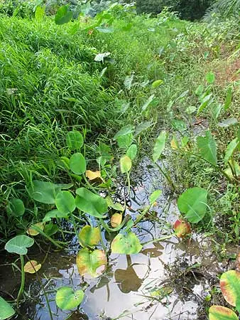 塘搏鱼