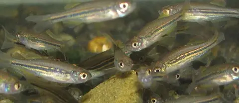 Danio dangila