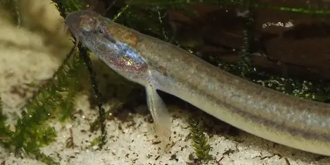 Pangio anguillaris
