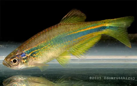 Danio sp. 'hikari'