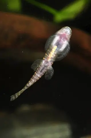 Erromyzon sp. 'ER02'
