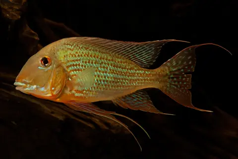 Geophagus altifrons