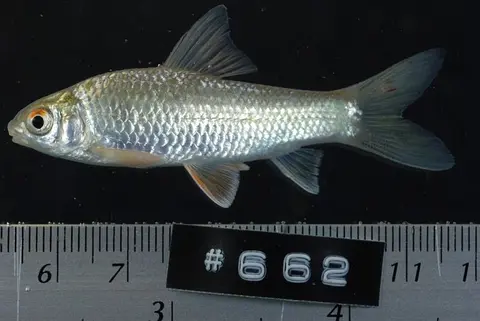 Gymnostomus ornatapinnis